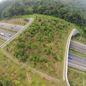 construccion de puentes para pasos de fauna silvestre