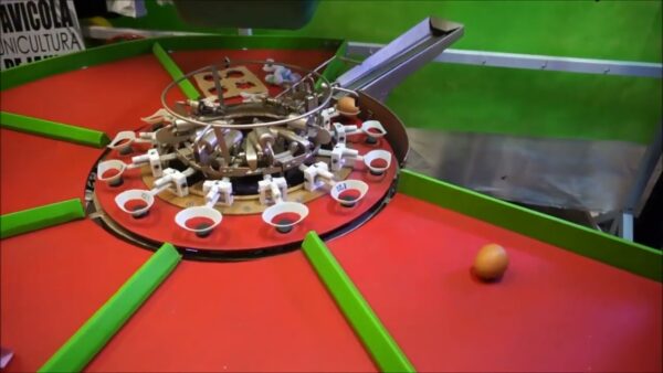 Maquina Clasificadora De Huevos 4500 Por Hora 6 Categorias ITEM QP78ZM5T10FH